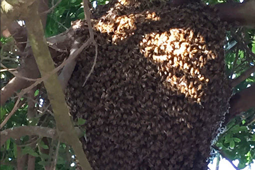 Beehive Removal