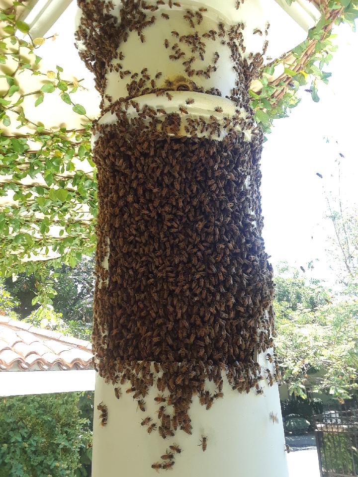 Large Bees Nest in Wall