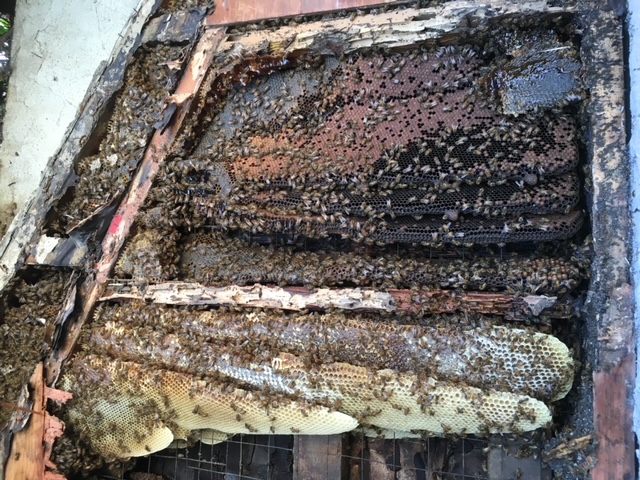 Bees Inside House Wall