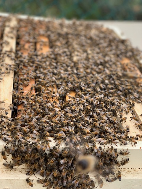 Large Bees Nest
