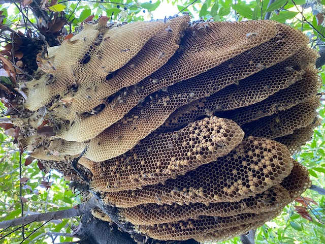 Bees in Roof